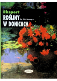 Rośliny w donicach