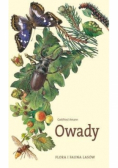 Flora i fauna lasów Owady