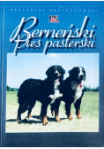 Berneński pies pasterski