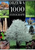 Drzewa 1000 Fotografii