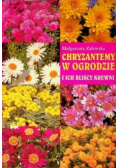 Chryzantemy w ogrodzie