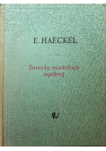 Zasady morfologii ogólnej