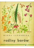 Rośliny borów