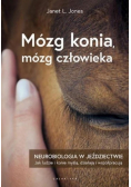 Mózg konia, mózg człowieka