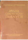 Atlas owadów leśnych
