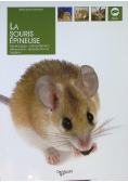 La souris epineuse
