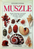Kolekcjoner muszle