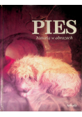 Pies historia w obrazach