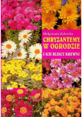 Chryzantemy w ogrodzie