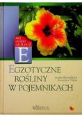 Egzotyczne Rośliny w pojemnikach