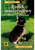 Królik miniaturowy opieka i wychowanie