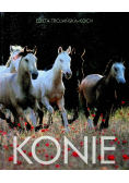 Konie