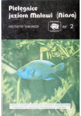 Pielęgnice Jeziora Malawi Niasa Nr 2 / 89