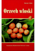 Orzech włoski