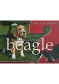 Najczęściej zadawane pytania beagle