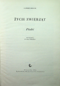 Życie zwierząt Ptaki
