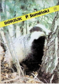 Borsuk