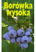 Borówka wysoka