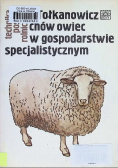 Chów owiec w gospodarstwie specjalistycznym