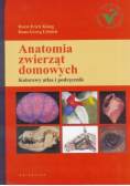 Anatomia zwierząt domowych