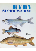 Ryby słodkowodne