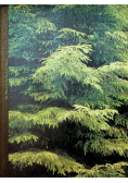 The Music of the Russian Forest