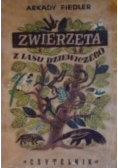 Zwierzęta z lasu dziewiczego 1946 r
