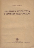 Anatomia mózgowa i rdzenia kręgowego