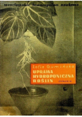 Uprawa hydroponiczna roślin