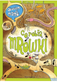 Opowiem ci mamo co robią mrówki