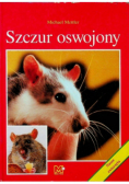 Szczur oswojony