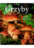 Grzyby Gatunki Zbieranie Przyrządzanie