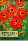 Uprawa roślin zielarskich