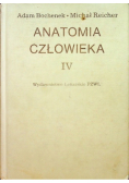 Anatomia człowieka IV
