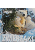 Małe zwierzaki