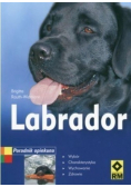 Labrador Poradnik opiekuna