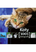 Koty 1001 fotografii