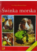 Świnka morska