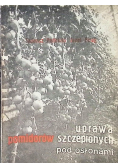 Uprawa pomidorów szczepionych pod osłonami