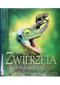 Zwierzęta Encyklopedia ilustrowana
