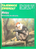 Tajemnice Zwierząt Małpy od karzełka do olbrzyma