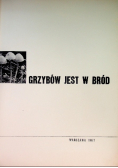 Grzybów jest w bród