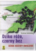 Dzika róża czarny bez