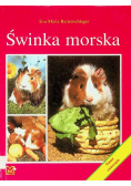 Świnka morska