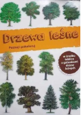 Drzewa poznaj i pokoloruj