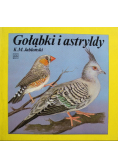 Gołąbki i astryldy