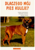 Dlaczego mój pies kuleje