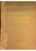 Atlas owadów leśnych