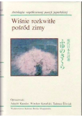Wiśnie rozkwitłe pośród zimy