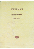 Whitman Źdźbła trawy